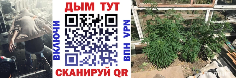сколько стоит  Грозный  Канабис MAZAR 